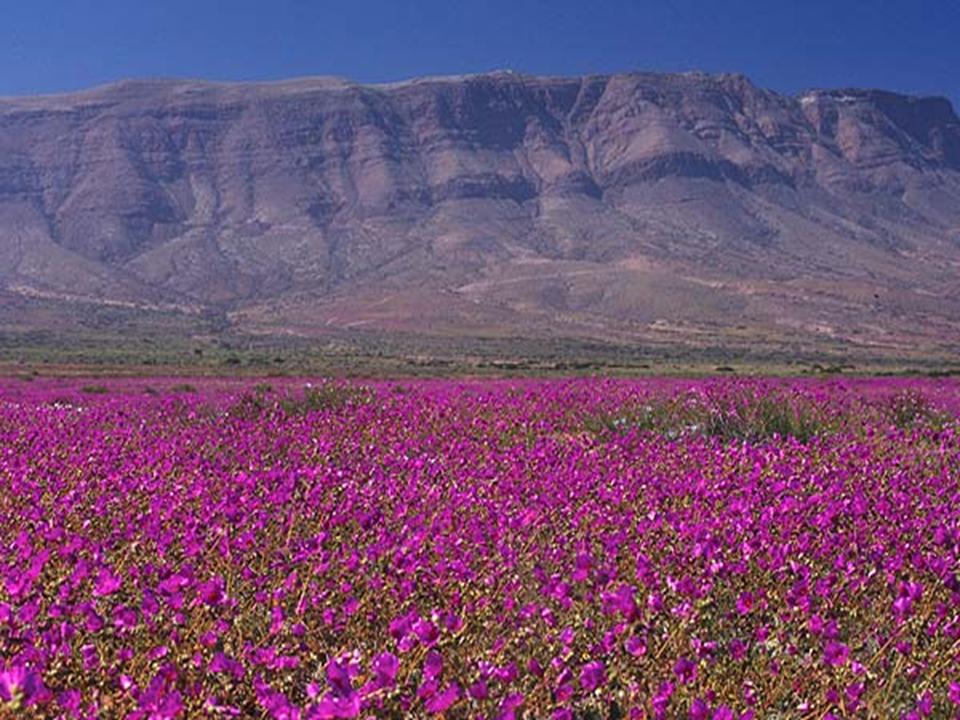 Florido.Atacama